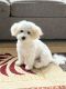 Bichon Frise Puppies for sale in Oswego, IL, USA. price: $1,500