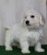 Bichon Frise Puppies for sale in Canton, OH, USA. price: $475