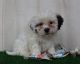 Bichon Frise Puppies for sale in Canton, OH, USA. price: $775