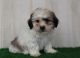 Bichon Frise Puppies for sale in Canton, OH, USA. price: $775