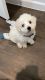 Bichon Frise Puppies for sale in Austin, TX, USA. price: $2,500