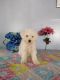 Bichon Frise Puppies for sale in Mt Pleasant, MI 48858, USA. price: $800