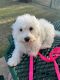 Bichon Frise Puppies for sale in Frisco, TX 75034, USA. price: $600