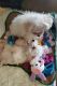 Bichon Frise Puppies for sale in Tysons Corner Center, Tysons, VA 22102, USA. price: $1,800
