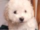 Bichon Frise Puppies for sale in Albion, ME 04910, USA. price: $1,600