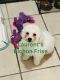 Bichon Frise Puppies for sale in Bay St Louis, MS, USA. price: $1,200
