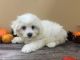 Bichon Frise Puppies for sale in Greenville, SC, USA. price: $450