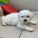 Bichon Frise Puppies for sale in Fort Worth, TX, USA. price: $400