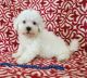Bichon Frise Puppies for sale in 102 W South St, Avon, IL 61415, USA. price: $700