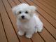 Bichon Frise Puppies for sale in Cornelia St, New York, NY 10014, USA. price: $250
