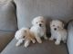 Bichon Frise Puppies for sale in Seattle, WA, USA. price: $1,500