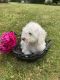 Bichon Frise Puppies for sale in Columbiana, OH 44408, USA. price: $500