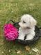 Bichon Frise Puppies for sale in Columbiana, OH 44408, USA. price: NA