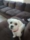 Bichon Frise Puppies for sale in Greenwood, IN, USA. price: $900