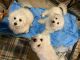 Bichon Frise Puppies for sale in 13813 Gallant Rd, Gallant, AL 35972, USA. price: $600
