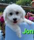 Bichon Frise Puppies for sale in Holton, MI 49425, USA. price: $500
