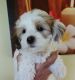 Bichon Frise Puppies for sale in Spring Hill, FL 34606, USA. price: $1,250