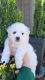 Bichon Frise Puppies for sale in Gresham, OR, USA. price: $1,600