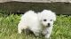 Bichon Frise Puppies for sale in Montgomery, AL 36123, USA. price: NA