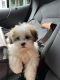 Bichon Frise Puppies for sale in Bronx, NY, USA. price: NA