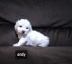 Bichon Frise Puppies for sale in Stoutland, MO, USA. price: $400