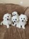 Bichon Frise Puppies for sale in Vancouver, WA, USA. price: $700