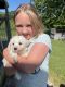 Bichon Frise Puppies for sale in Cave City, KY 42127, USA. price: $900