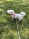 Bichon Frise Puppies for sale in Columbia, MD, USA. price: $1,000