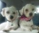 Bichon Frise Puppies for sale in Albion, ME 04910, USA. price: $1,050