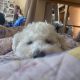 Bichon Frise Puppies for sale in Middletown, CT, USA. price: NA