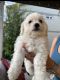 Bichon Frise Puppies for sale in Forecastle Dr, Fort Collins, CO 80524, USA. price: $800