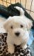 Bichon Frise Puppies for sale in Pittsboro, NC 27312, USA. price: NA