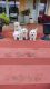 Bichon Frise Puppies for sale in Adams, KY 41201, USA. price: NA