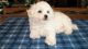 Bichon Frise Puppies for sale in Edgefield, SC 29824, USA. price: NA