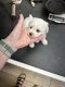 Bichon Frise Puppies for sale in Edgefield, SC 29824, USA. price: $2,800