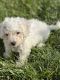 Bichon Frise Puppies for sale in Davenport, IA, USA. price: $1,000