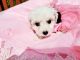 Bichon Frise Puppies for sale in Winkler, MB, Canada. price: $600