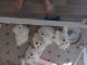 Bichon Frise Puppies for sale in Summerville, SC, USA. price: $3,500