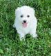 Bichon Frise Puppies for sale in Glasgow, KY 42141, USA. price: $750