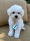 Bichon Frise Puppies for sale in Omaha, NE, USA. price: $450