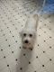 Bichon Frise Puppies for sale in Catawba County, NC, USA. price: NA