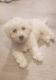 Bichon Frise Puppies for sale in Richmond, VA, USA. price: $1,000
