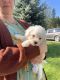 Bichon Frise Puppies for sale in Eureka, MT, USA. price: $1,300