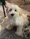Bichon Frise Puppies for sale in Land O' Lakes, FL, USA. price: $2,000