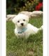 Bichon Frise Puppies for sale in Lindenhurst, NY 11757, USA. price: $750