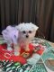 Bichon Frise Puppies for sale in Alafaya, FL 32825, USA. price: $700