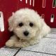 Bichon Frise Puppies for sale in Fayetteville, NC, USA. price: $400