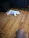 Bichon Frise Puppies for sale in New York, NY, USA. price: $4,000