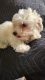 Bichon Frise Puppies for sale in Albion, ME 04910, USA. price: $1,040