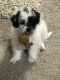 Bichon Frise Puppies for sale in Redfield, SD 57469, USA. price: NA